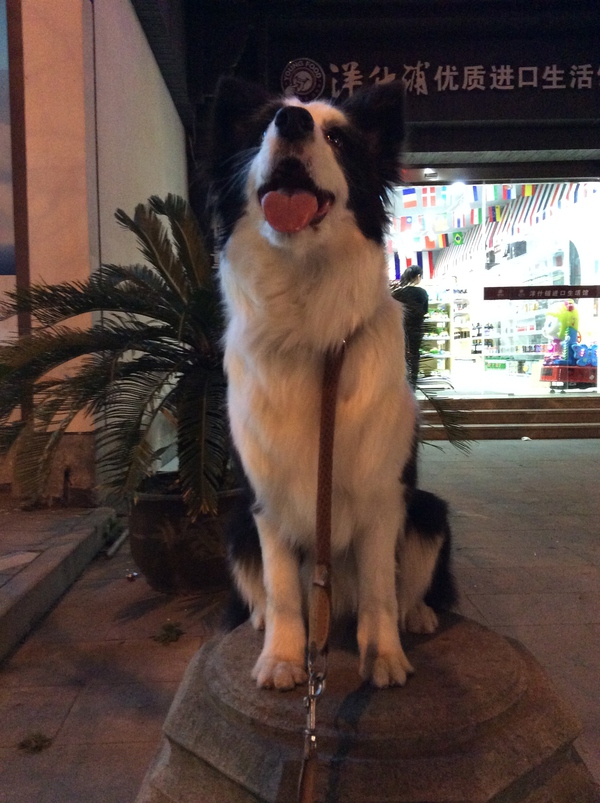 边牧这种狗到底有多聪明,边牧的智商真的有6-8岁那么高吗