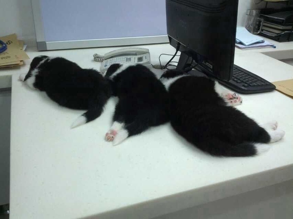 边牧这种狗到底有多聪明,边牧的智商真的有6-8岁那么高吗