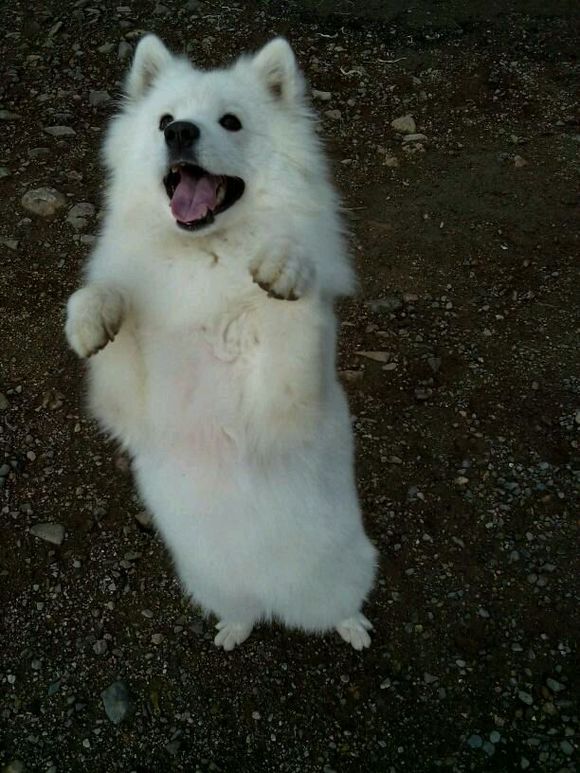 萨摩耶养了九年去世,萨摩耶临终感人视频