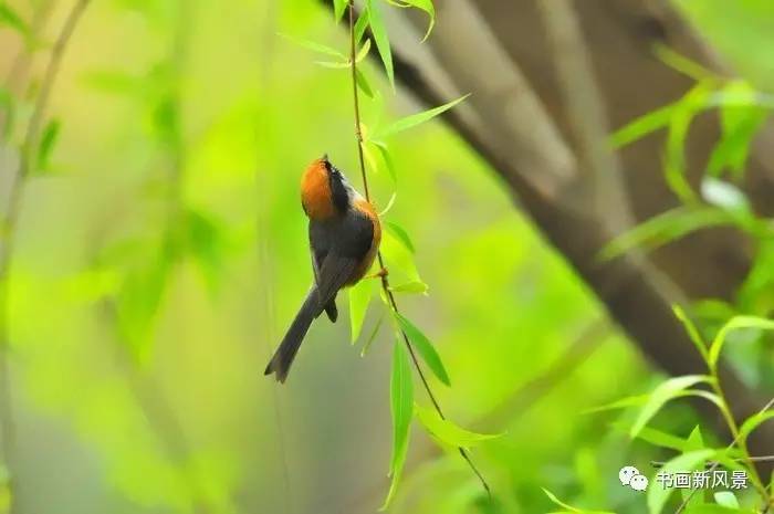 描写春柳春花的古诗词,春柳的诗词有哪些