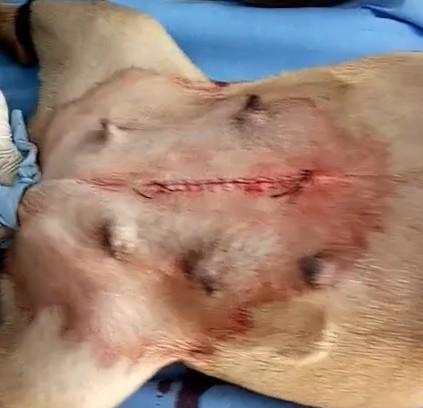 给牛剖腹产,给牛做剖腹产需要多少钱