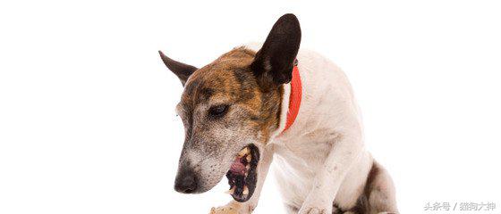 新手养狗，遇到狗狗呕吐问题怎么办？