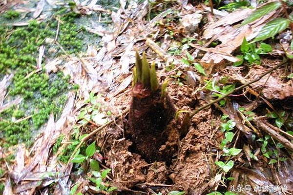 春天怎么能不吃一次新鲜的春笋呢,春笋是春季时令菜好吃又养人