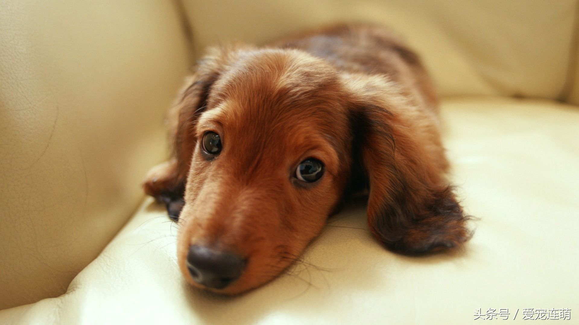 狗狗意外受孕怎么处理,狗狗备孕检查注意事项