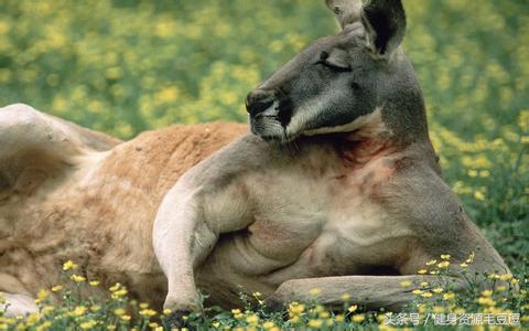 袋鼠靠什么维持平衡,袋鼠抗击能力怎么样