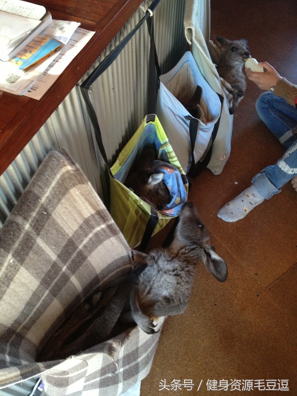 袋鼠靠什么维持平衡,袋鼠抗击能力怎么样