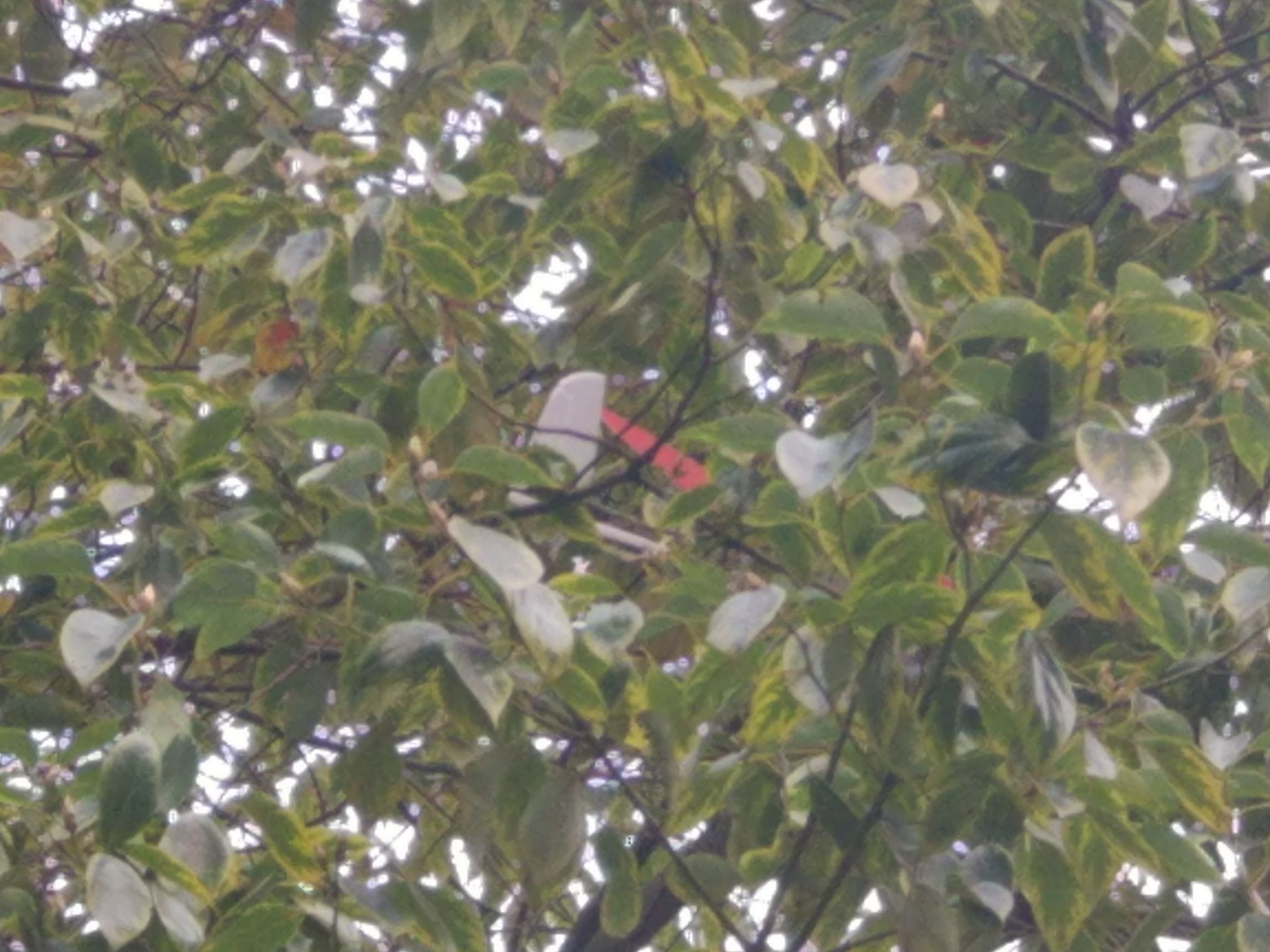 自己做航模小飞机需要哪些东西,怎么制作航模小飞机