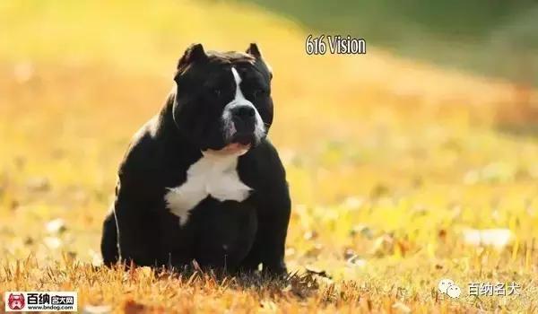 佳犬需近赏，上海包子恶霸犬舍再造围观！