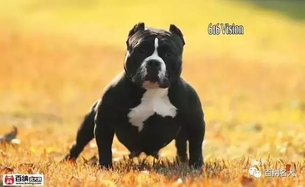 佳犬需近赏，上海包子恶霸犬舍再造围观！