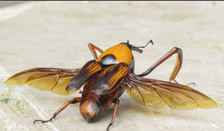 农村常吃的十种虫子,小时候能吃的八种虫子