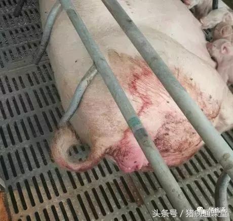 母猪产房十大问题,母猪护崽太过怎么办