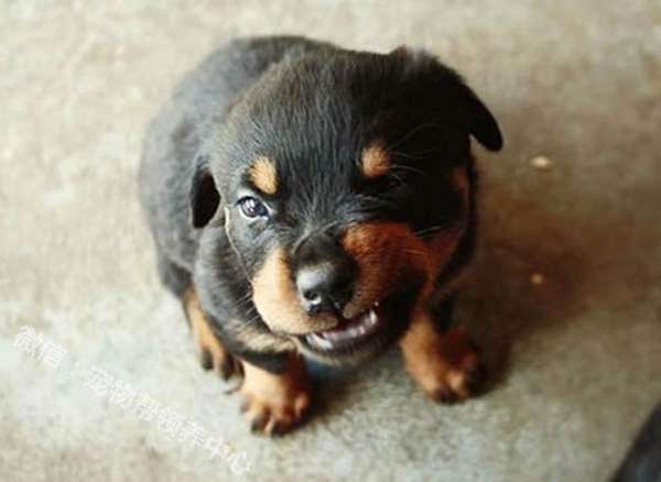 养狗须知：狗狗脾气暴躁易怒怎么办？微量元素缺乏狗狗性情大变