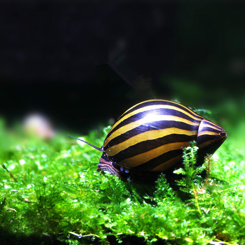 鱼缸里长了许多黑色毛毛,鱼缸里水草上有黑色的附着物