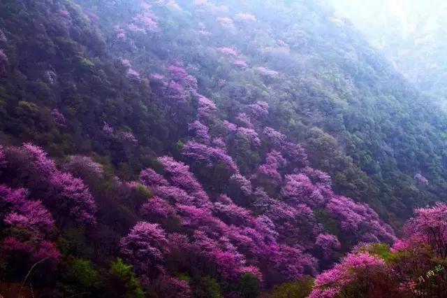 城南客运站旅游直通车,西安城南旅游班线