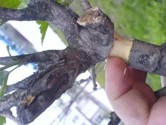 三件家用之物，台长教你八步法“高压”大苗，可当年观花当年吃果