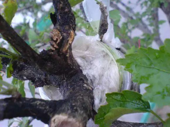 三件家用之物，台长教你八步法“高压”大苗，可当年观花当年吃果