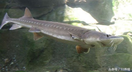 鲟鱼养殖技术书籍最新,鲟鱼养殖的可行性报告