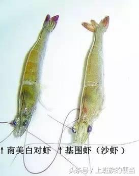 罗氏虾与澳洲小龙虾的区别,罗氏虾和基围虾区别哪个好