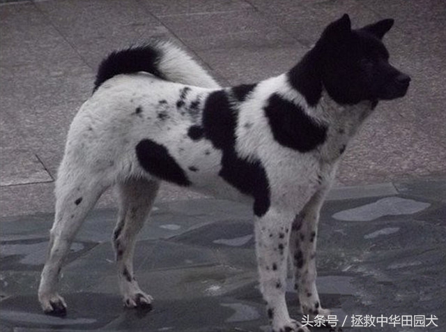 中华田园犬最好的犬种,中华田园犬本土犬种禁养