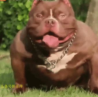 恶霸犬底盘本身就低,毫无疑问,哺乳期就别想动了