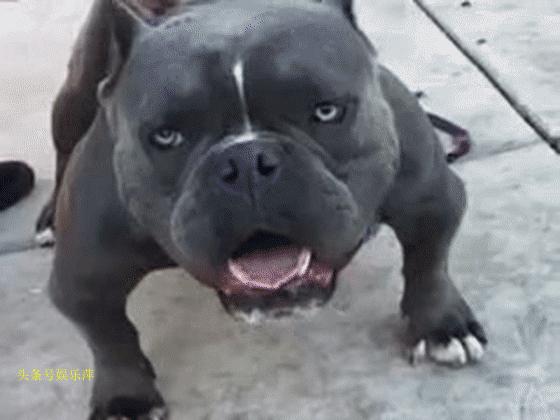 恶霸犬底盘本身就低,毫无疑问,哺乳期就别想动了