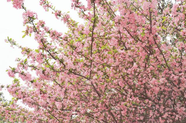 四川乐山最美的春天,乐山的春天有多美