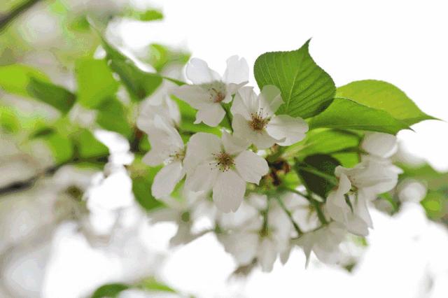 四川乐山最美的春天,乐山的春天有多美