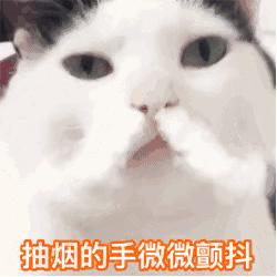 猫咪对着主人喵一声,猫咪对着主人叫但是没声音
