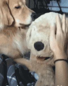 金毛吃起醋来，连自己的孩子都嫉妒