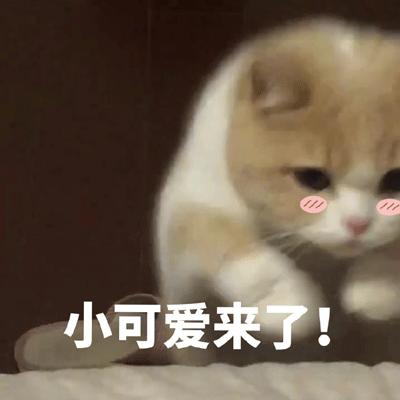猫咪对着主人喵一声,猫咪对着主人叫但是没声音