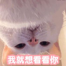 猫咪对着主人喵一声,猫咪对着主人叫但是没声音