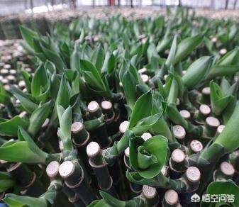 富贵竹如何快速长芽,富贵竹怎么让它发新芽