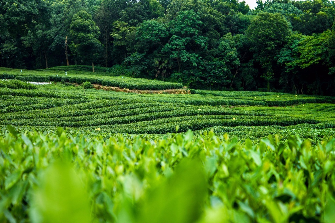 超实用杭州旅行全攻略,杭州攻略推荐