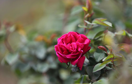 20日外交部向全球推荐云南六大“云品”邀世界共享