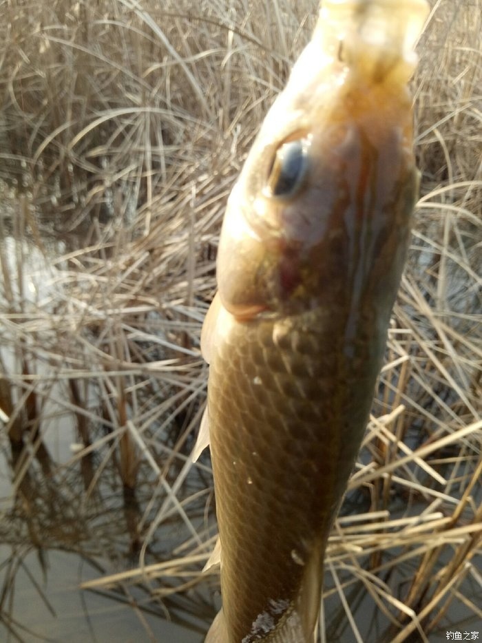 青山荒野垂钓,青山野钓哪里最好玩
