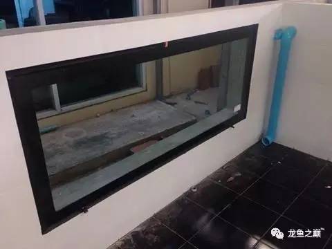 被龙鱼驱赶，哭！