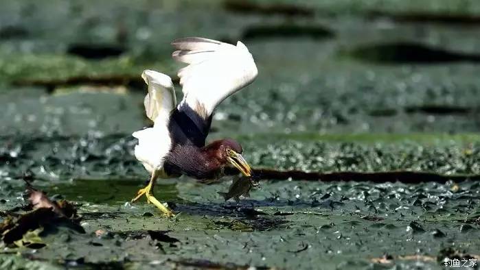 青山荒野垂钓,青山野钓哪里最好玩
