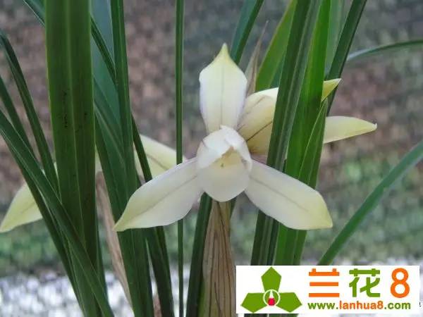 兰花红蜘蛛,兰花红蜘蛛多怎么办