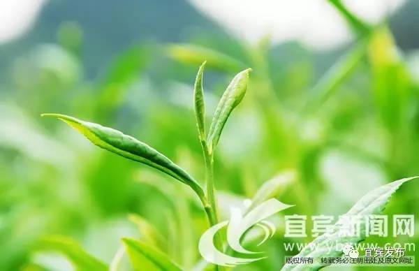 瀹滃鍍伴亾,瀹滃鍍拌尪