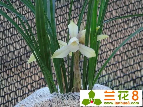 兰花红蜘蛛,兰花红蜘蛛多怎么办