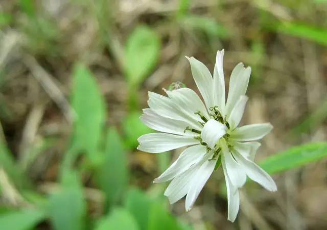 春天的野菜是大自然的馈赠,春天的野菜都是宝
