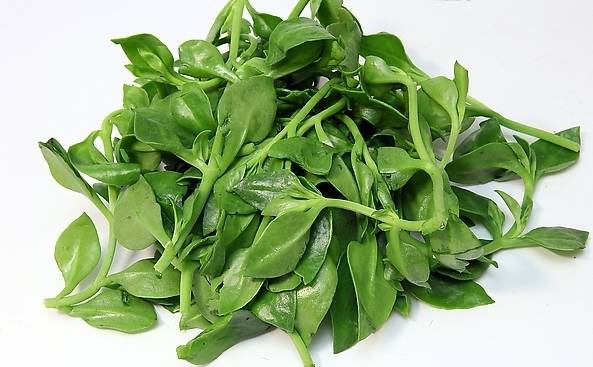 春天的野菜是大自然的馈赠,春天的野菜都是宝