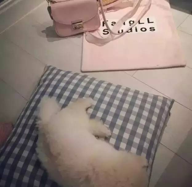 我有犬瘟,但感谢有你!