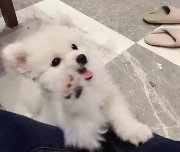 我有犬瘟,但感谢有你!