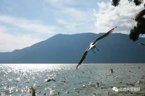 南昌飞哪里来回便宜,南昌暑假飞哪里的机票最便宜