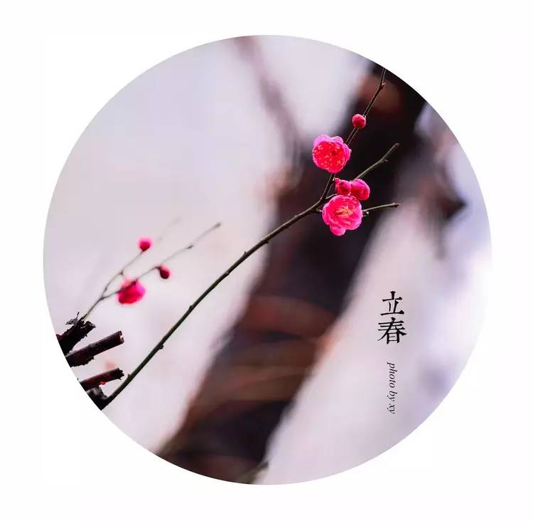 立春节气早安图片,立春美景图