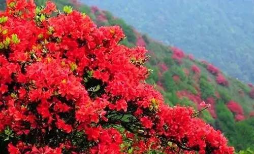 今日关注|您好我叫从化,这是我的最新简历