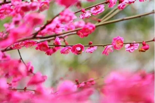 苏州园区赏梅攻略,何时去苏州赏梅最佳