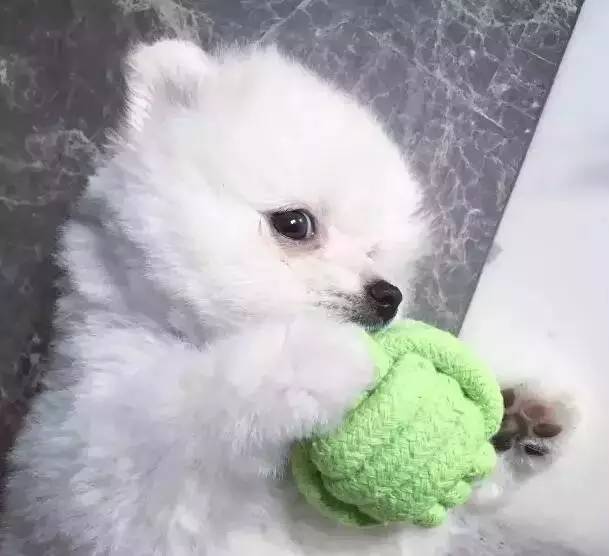 我有犬瘟，但感谢有你！