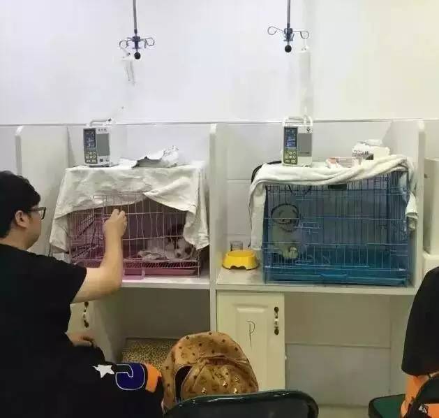 我有犬瘟,但感谢有你!